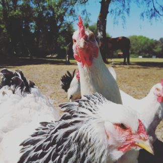 Boerderijdag Kleuters